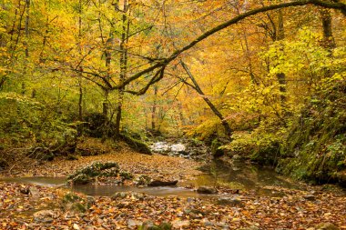 dere ile sonbahar orman