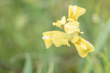 Vahşi Iris çiçeği