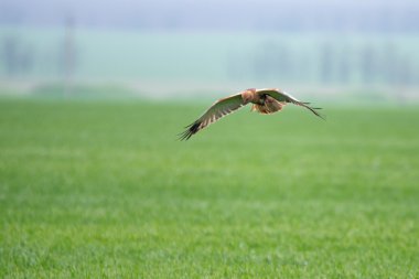 Batı marsh harrier (sirk aeruginosus)