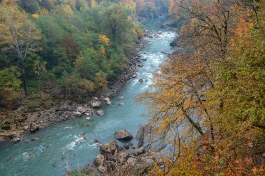 Dağ nehri ve orman manzarası