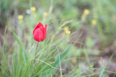 Vahşi çiçekli lale