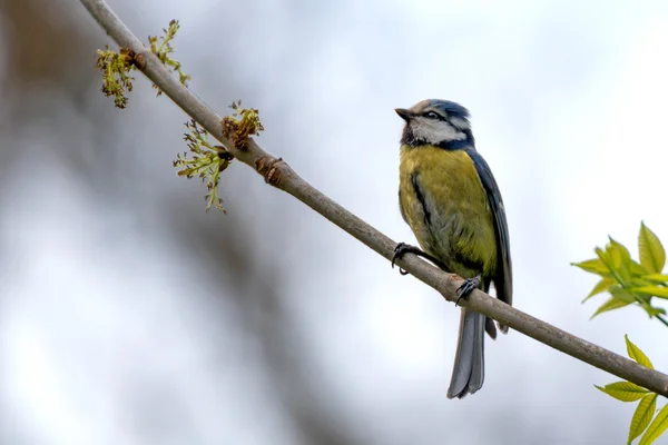 Синяя синица (Cyanistes caeruleus ) — стоковое фото