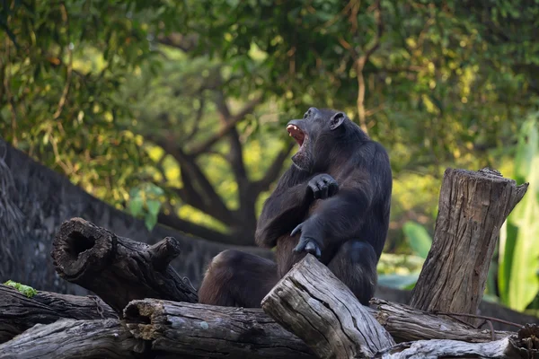 Chimpancé (Pan trogloditas) está sentado en un tronco —  Fotos de Stock