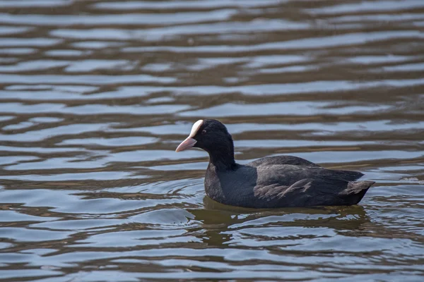 Blässhühner (fulica atra) im Wasser — Stockfoto