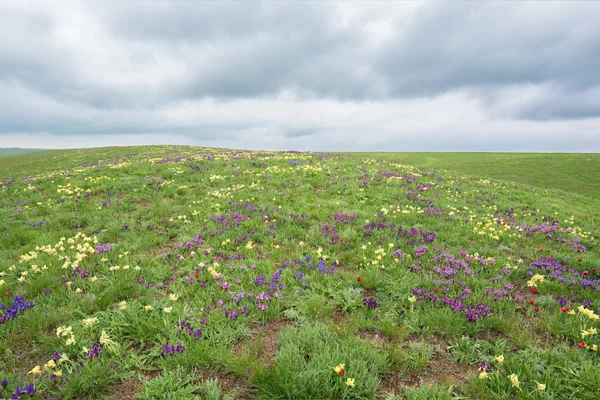 Jarní krajina s kvetoucí divoké květy — Stock fotografie
