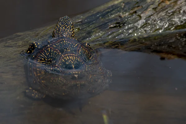 Європейська стадна черепаха (Emys orbicularis).) — стокове фото