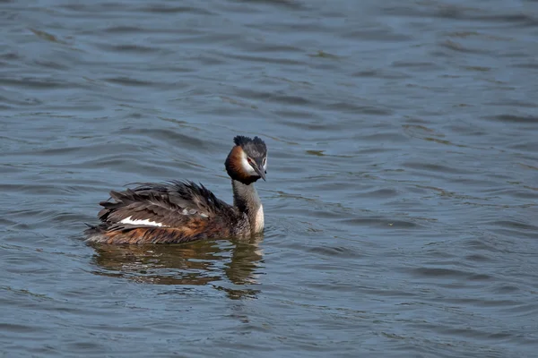 Grèbe à grandes crêtes (Podiceps cristatus)) — Photo