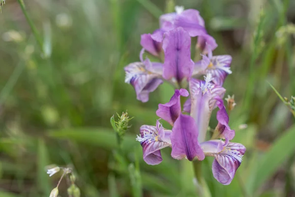 Wild iris blooming — Stock Photo, Image