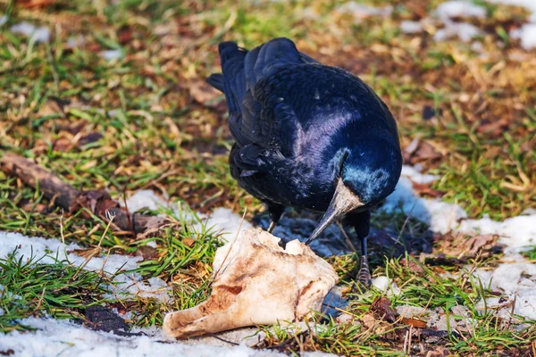 Rooks leş yiyen — Stok fotoğraf