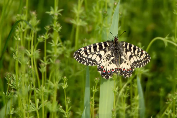 Güney aynayı Fisto (Zerynthia polyxena) kelebek — Stok fotoğraf