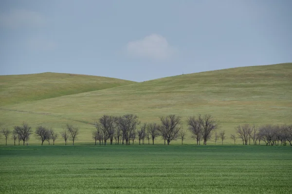 Bela paisagem pitoresca primavera com estepe verde — Fotografia de Stock