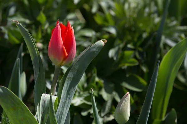 Mooie rode tulip — Stockfoto