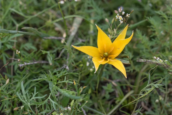 Wild tulip (Tulipa bibersteiniana) — Stockfoto