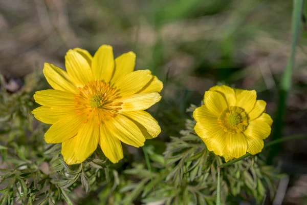 Olho faisões primavera — Fotografia de Stock