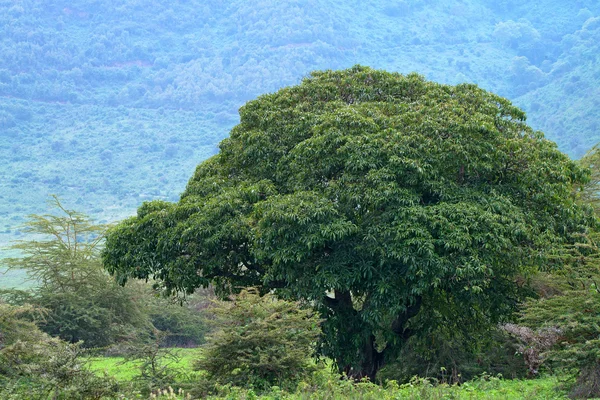 Bosque panorámico africano — Foto de Stock