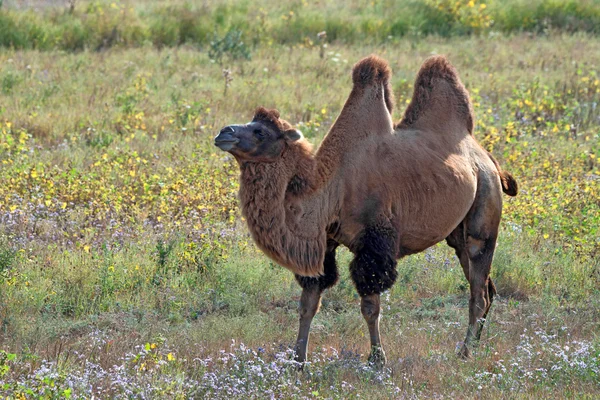 Бактрийский верблюд или Camelus bactrianus — стоковое фото