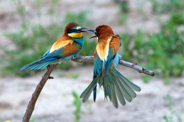 Exotic tropical birds