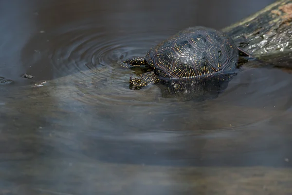 Tortuga de estanque europea o Emys orbicularis —  Fotos de Stock