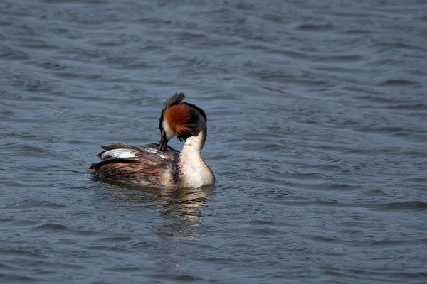 Great crested grebe or Podiceps cristatus — Stock Photo, Image