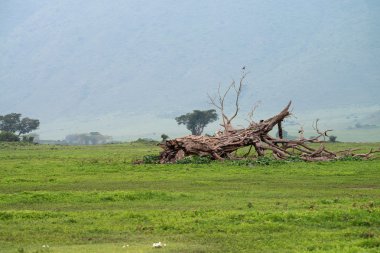İç Ngorongoro krateri Tanzanya