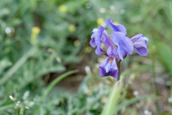 Wild iris blossoms — Stock Photo, Image