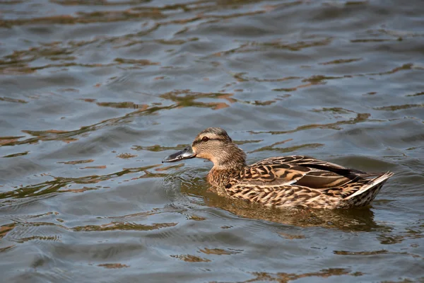 Wildenten oder Anas platyrhynchos — Stockfoto