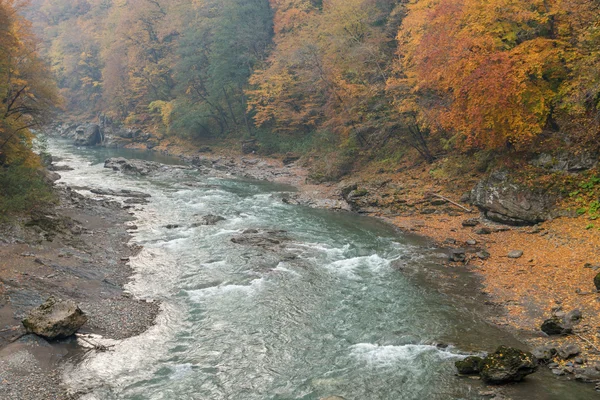 Dağ nehri ve orman manzarası