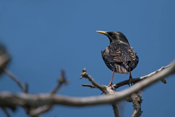 Beautiful glossy starling — Stock Photo, Image