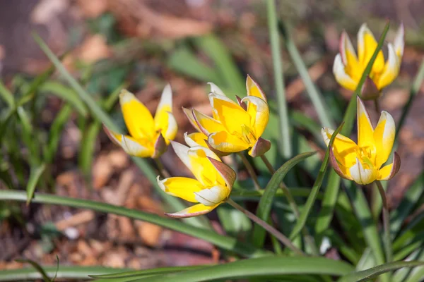 Wild tulip of Tulipa bibersteiniana — Stockfoto