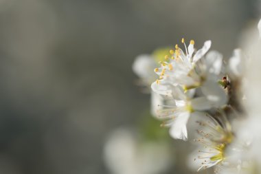 Karaçalı veya Prunus Spinosa çiçekleri