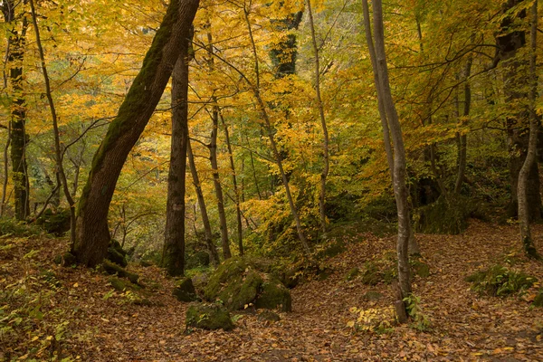 Fantasie herfst landschap — Stockfoto