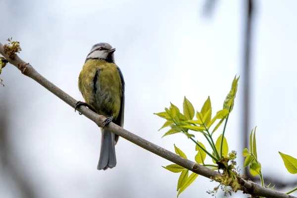 Teta azul euroasiática o Cyanistes caeruleus —  Fotos de Stock