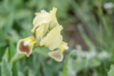 Vahşi Iris çiçeği