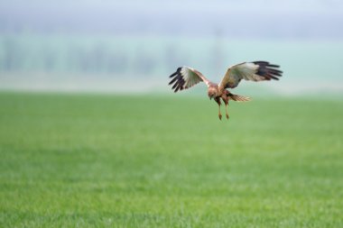 Batı marsh harrier veya sirk aeruginosus