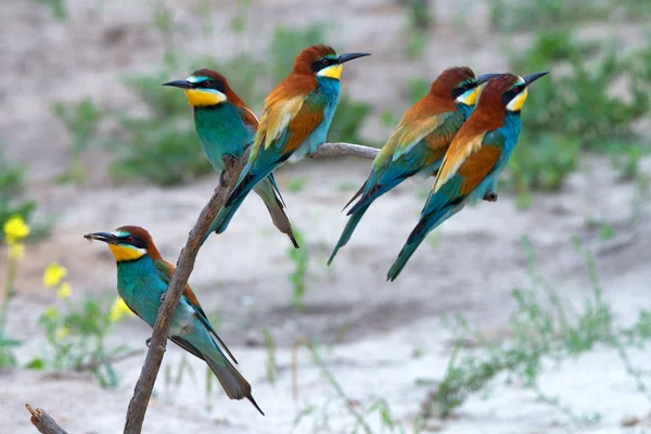 Aves tropicales exóticas — Foto de Stock