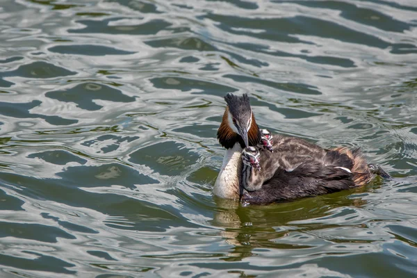 Great crested grebe or Podiceps cristatus — Stock Photo, Image