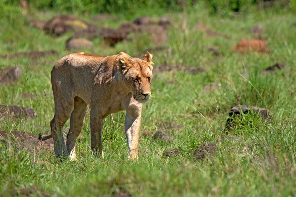 Lejoninna promenader i savanna — Stockfoto