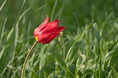 Vahşi çiçekli lale