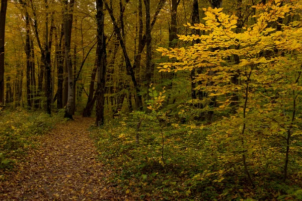 Fantasie herfst landschap — Stockfoto