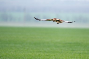 Batı marsh harrier veya sirk aeruginosus