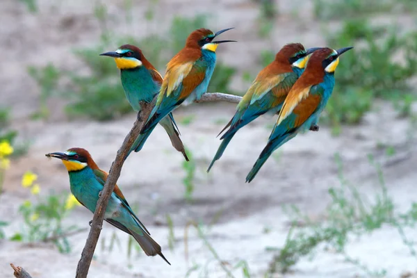 Exotické tropické ptáky — Stock fotografie