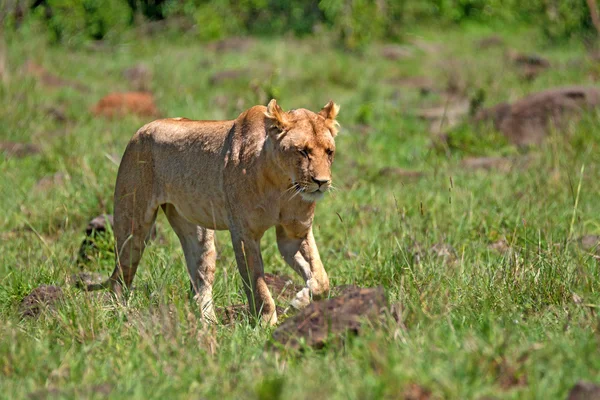 Leoa caminha na savana — Fotografia de Stock