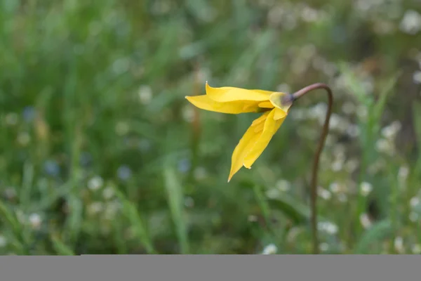 Wild tulip of Tulipa bibersteiniana — Stockfoto