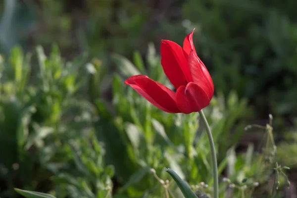 Wild bloeiende tulp — Stockfoto