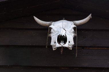 Yaşlı inek kafatası
