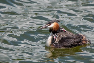 Büyük tepeli batağan veya Podiceps cristatus
