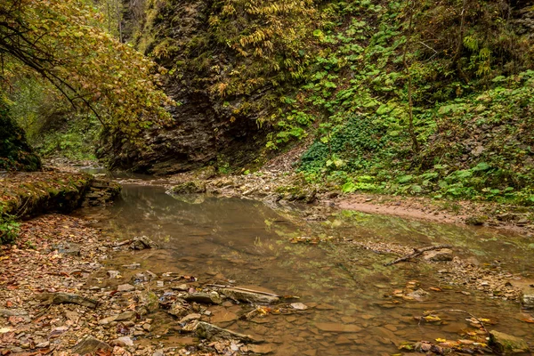 Podzimní Les s creek — Stock fotografie
