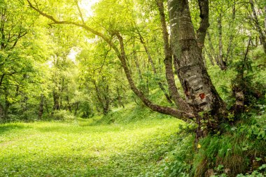 Yeşil orman sabah yaz