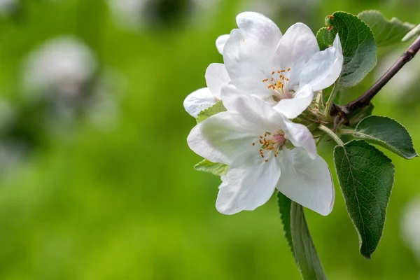 Beau pommier en fleurs au printemps — Photo