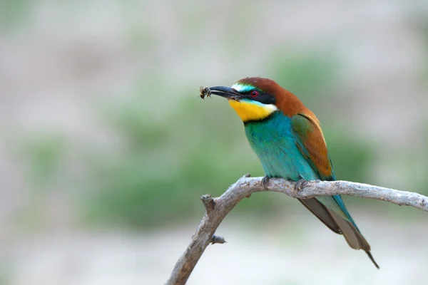 Exotischer tropischer Vogel — Stockfoto